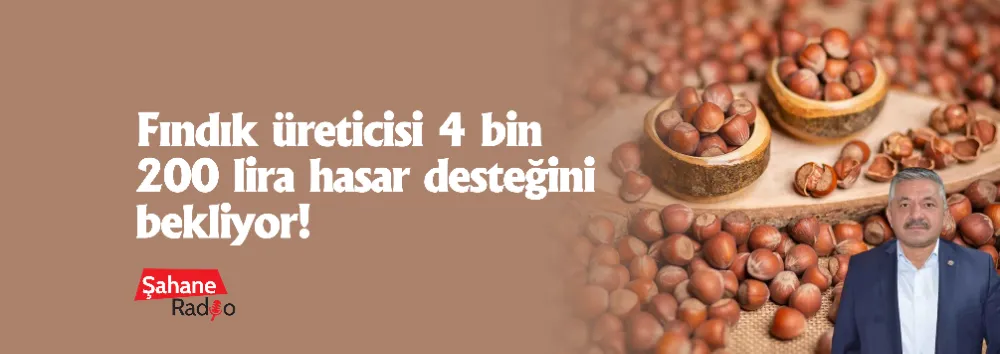 Fındık üreticisi 4 bin 200 lira hasar desteğini bekliyor!